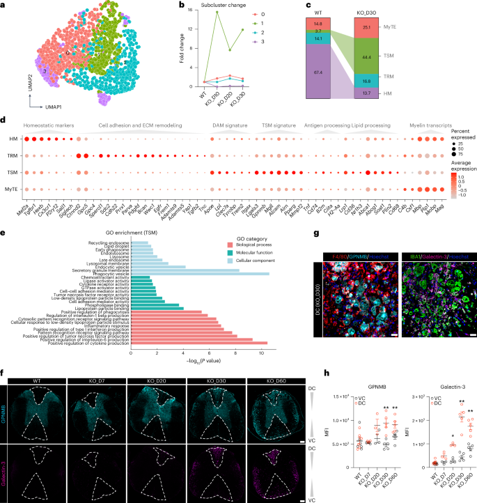 Fig. 4: Spinal cord snRNA-seq reveals a TSM subset.