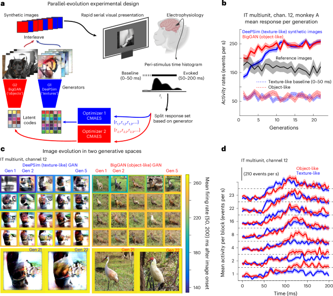Fig. 2: Example of a successful paired evolution from an inferotemporal cortex site.