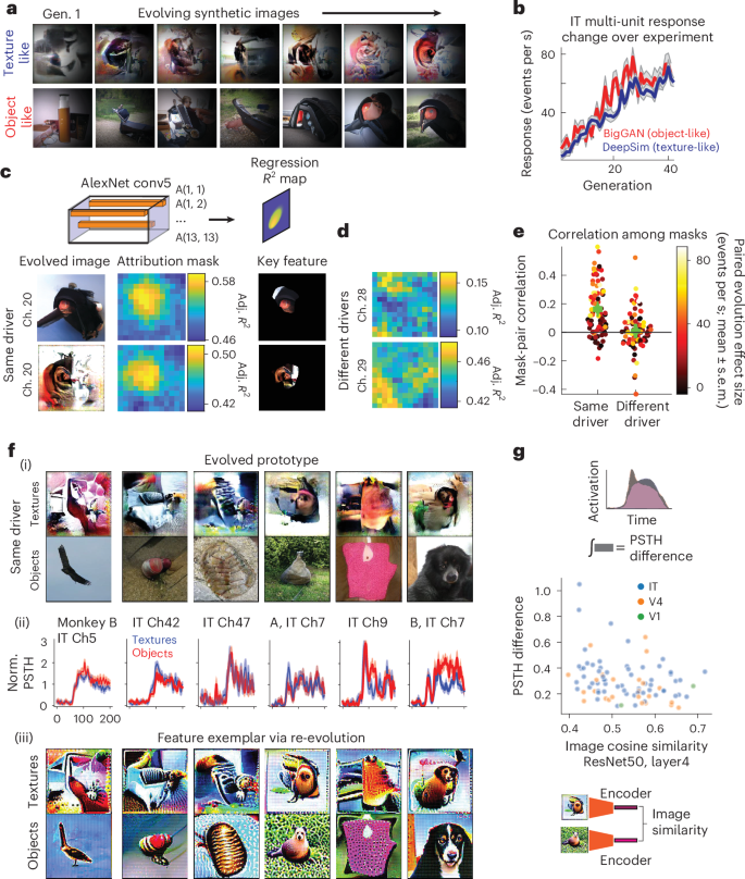 Fig. 3: Optimized images showed local feature similarity.