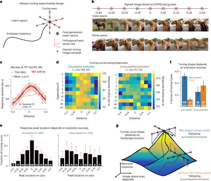 Fig. 6: Geometry of tuning landscapes in BigGAN latent space.