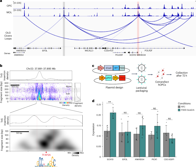 Fig. 2: Characterization of a distal SOX10 enhancer in the OLG lineage.