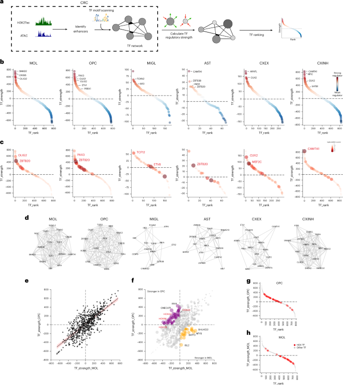 Fig. 3: Core TF networks reveal lineage-specific regulators.