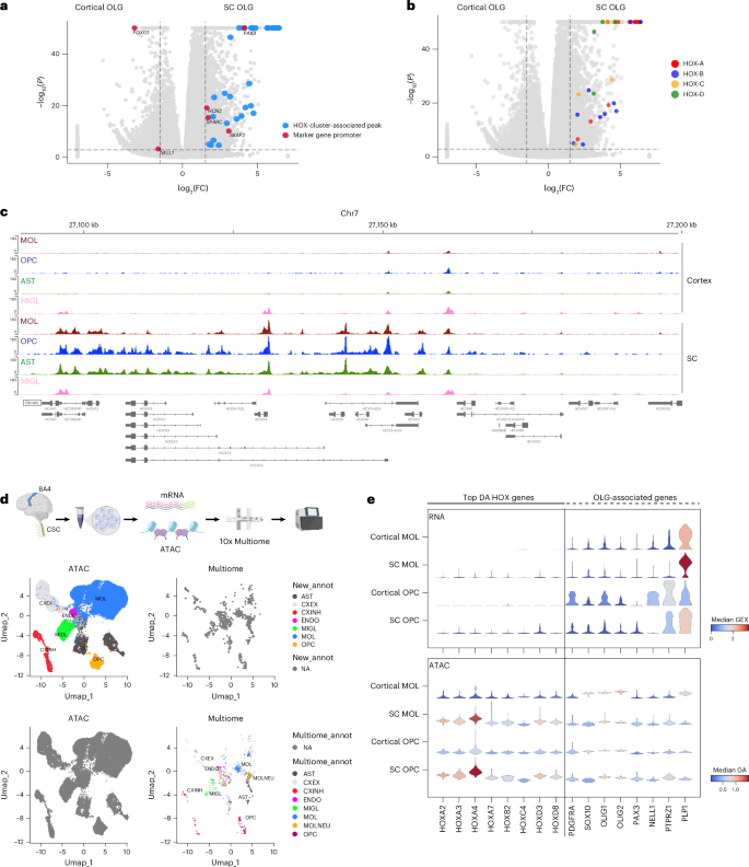 Fig. 4: Region-specific accessibility highlights HOX enrichment in SC OLGs.