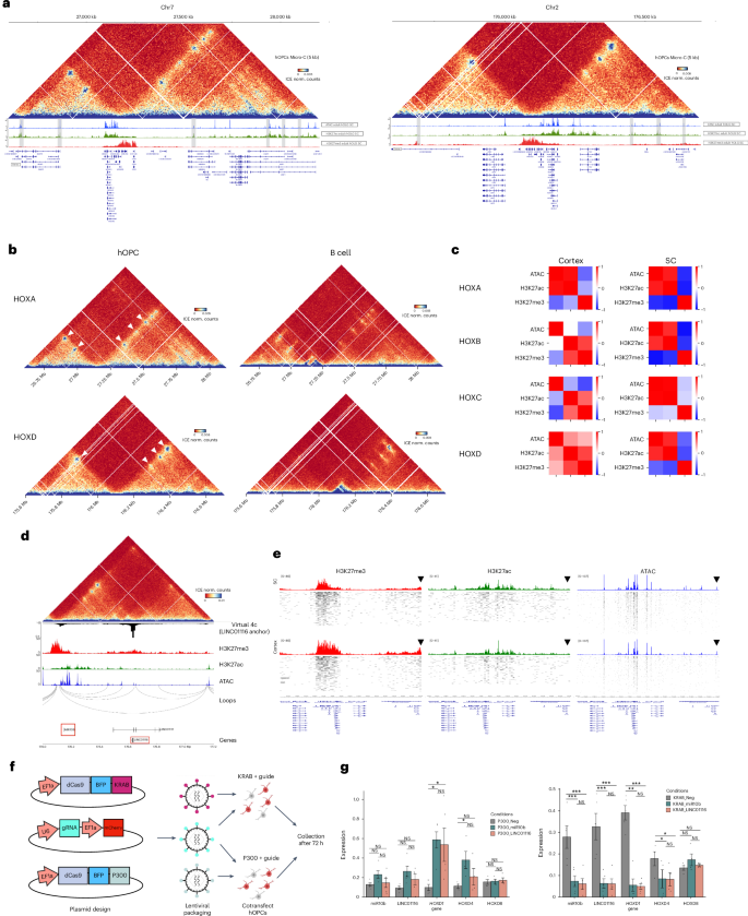 Fig. 6: The 3D chromatin architecture in human iPS-derived OPCs recapitulates the developmental organization of HOX domains.