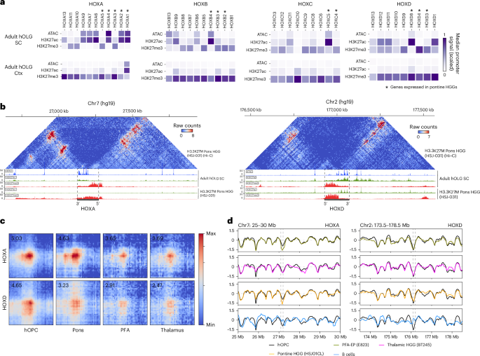 Fig. 7: Primed HOX loci in adult OLGs mirror HOX activation in HGGs.