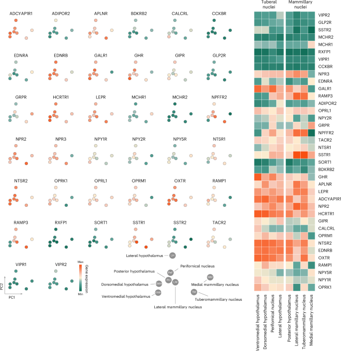 Fig. 3: Neuropeptide receptor organization in hypothalamic nuclei.