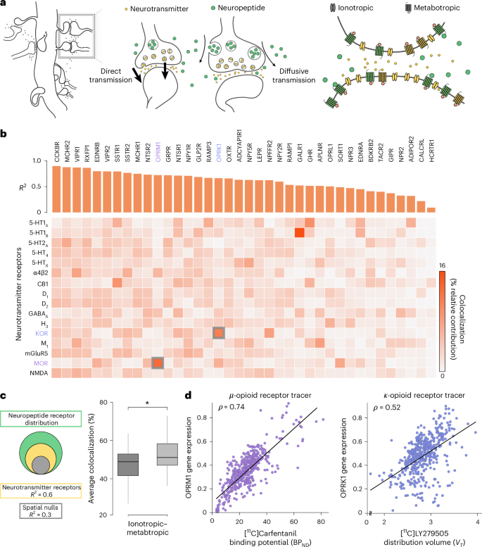 Fig. 4: Colocalization with neurotransmitter receptors.