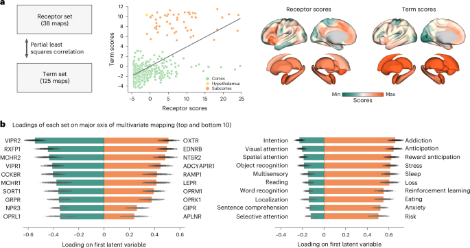 Fig. 5: Neuropeptide receptor alignment with cognitive domains.
