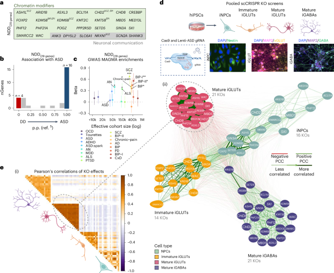 Fig. 1: KO effects of 21 NDD risk genes are most strongly correlated in mature neurons.
