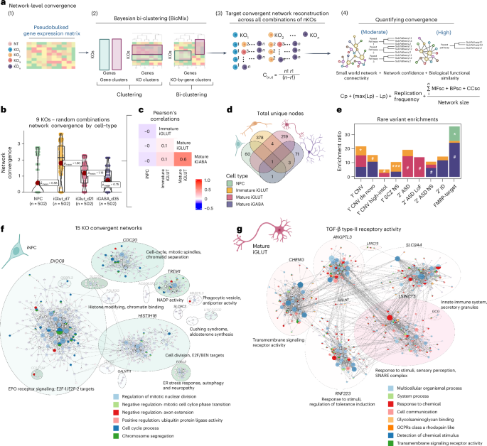 Fig. 3: Network-level convergence resolves cell-type-specific and developmental-specific node genes.