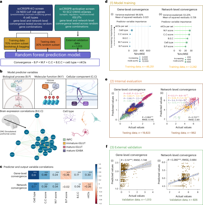 Fig. 4: Functional similarity and brain co-expression between NDD genes predict gene-level and network-level convergence, with unique influences by cell type.