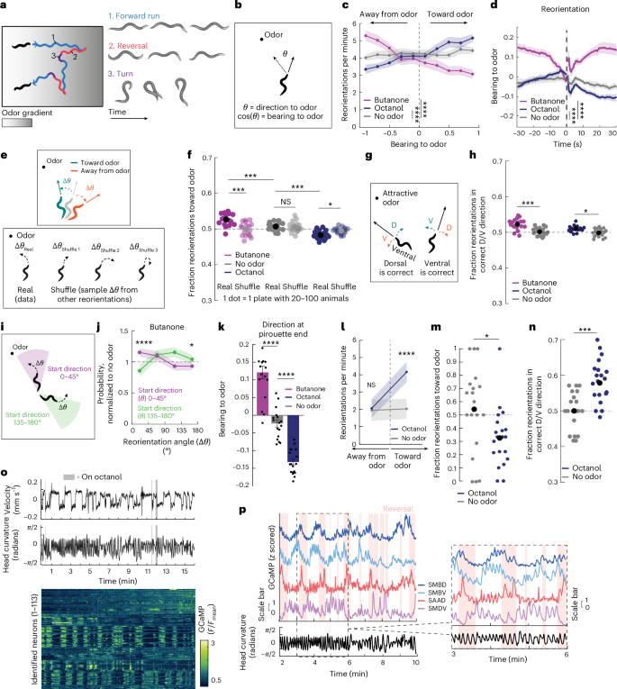 Fig. 1: C. elegans directs the angles of its reorientations during olfactory navigation.