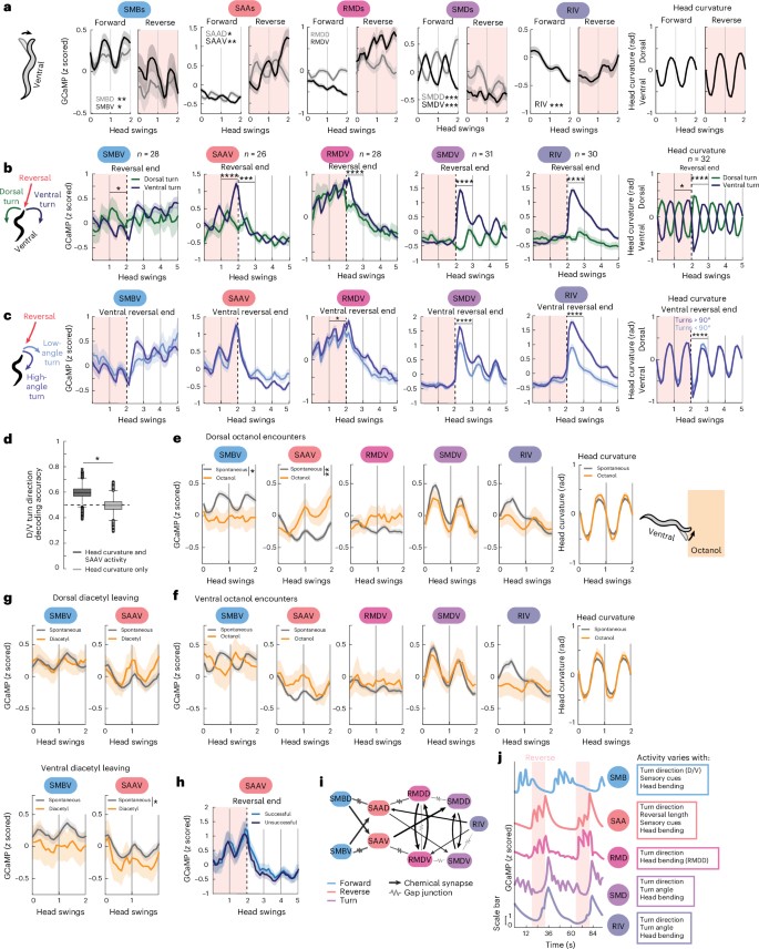 Fig. 2: The neurons of the head-steering circuit are sequentially activated during reorientations, encoding the signs and amplitudes of turns.