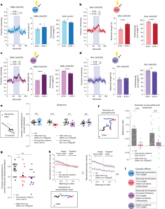 Fig. 3: Head-steering circuit neurons causally affect spontaneous and odor-guided reorientations.