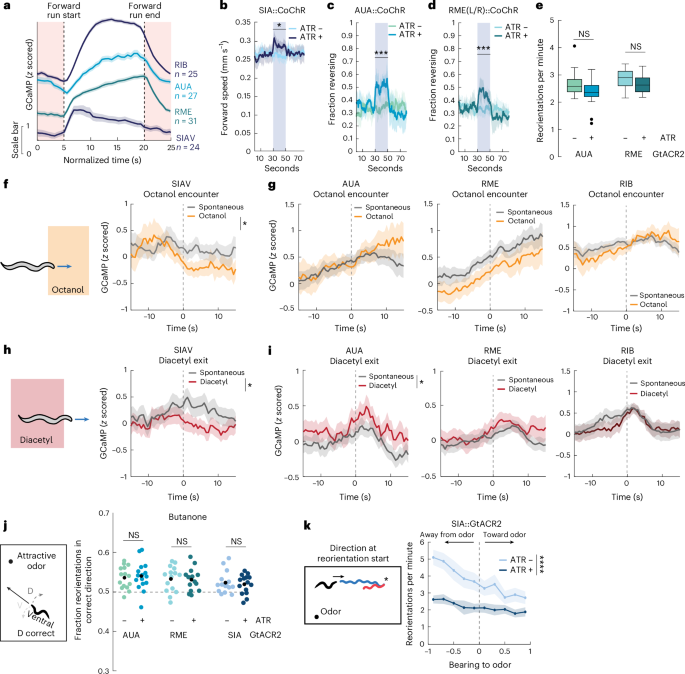 Fig. 4: Forward-active neurons exhibit varied dynamics and behavioral roles.