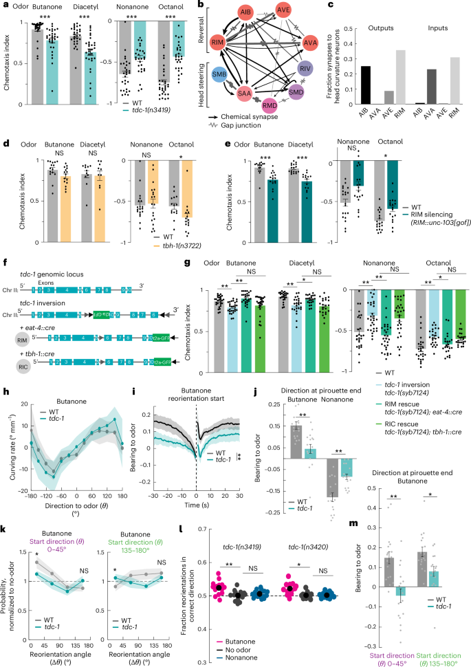 Fig. 5: RIM tyramine is required for sensory-guided reorientations during olfactory navigation.