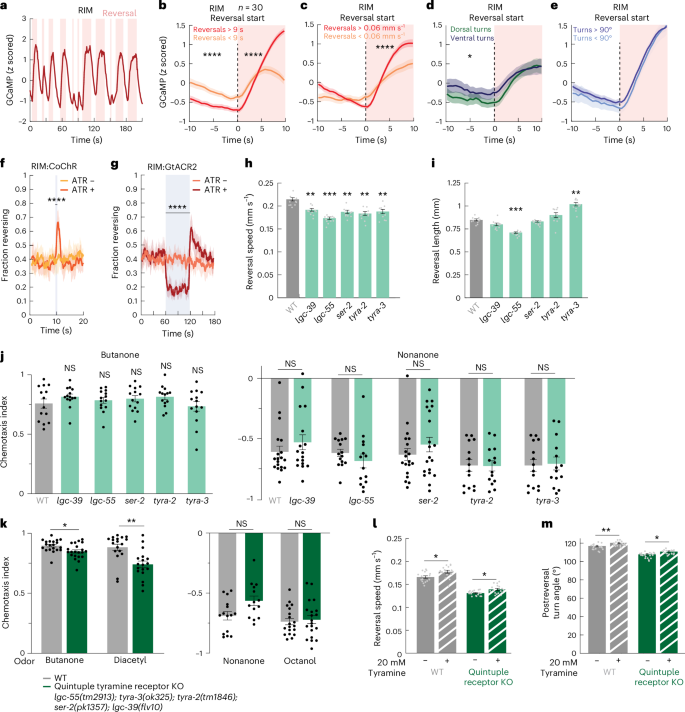 Fig. 6: RIM tyramine influences reorientations through multiple parallel pathways.