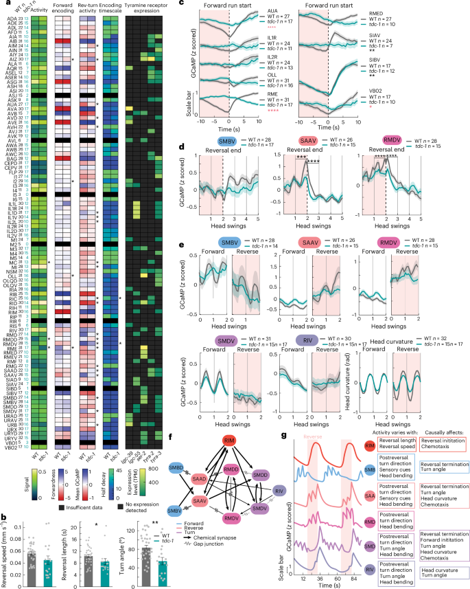 Fig. 7: Neurons that direct reorientation behaviors are broadly dysregulated in tdc-1 mutant animals.
