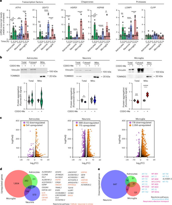 examine glutathione The mitochondrial unfolded protein response in human microglia disrupts  neuronal–glial communication and promotes senescence