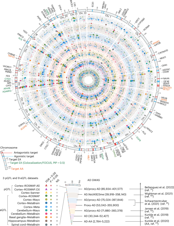Fig. 2: A drug target compendium for AD supported by human genetic evidence in both EA and AA.