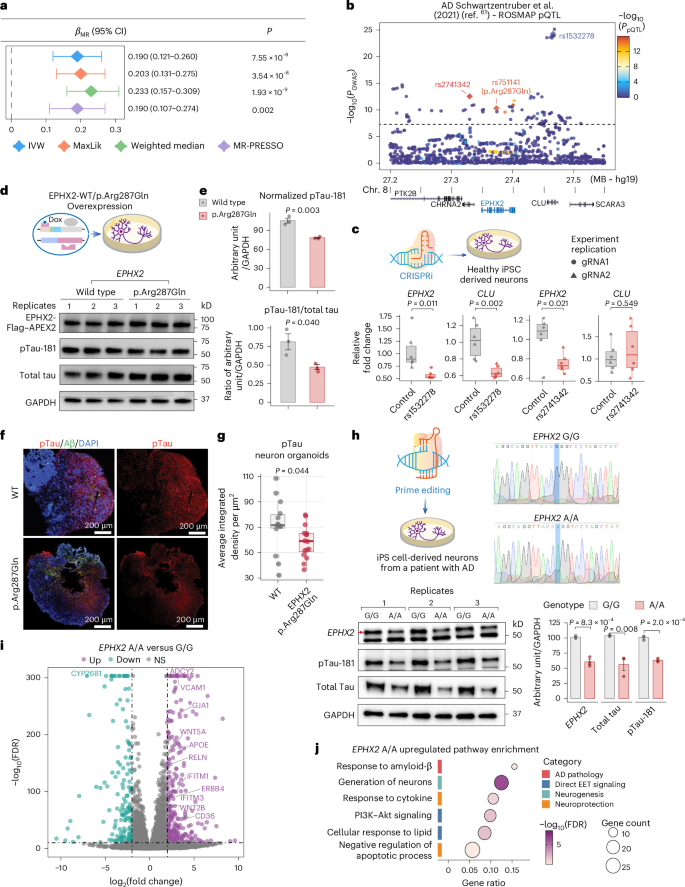 Fig. 4: Human genetic and functional evidence support EPHX2 as a potent anti-inflammatory target in AD.