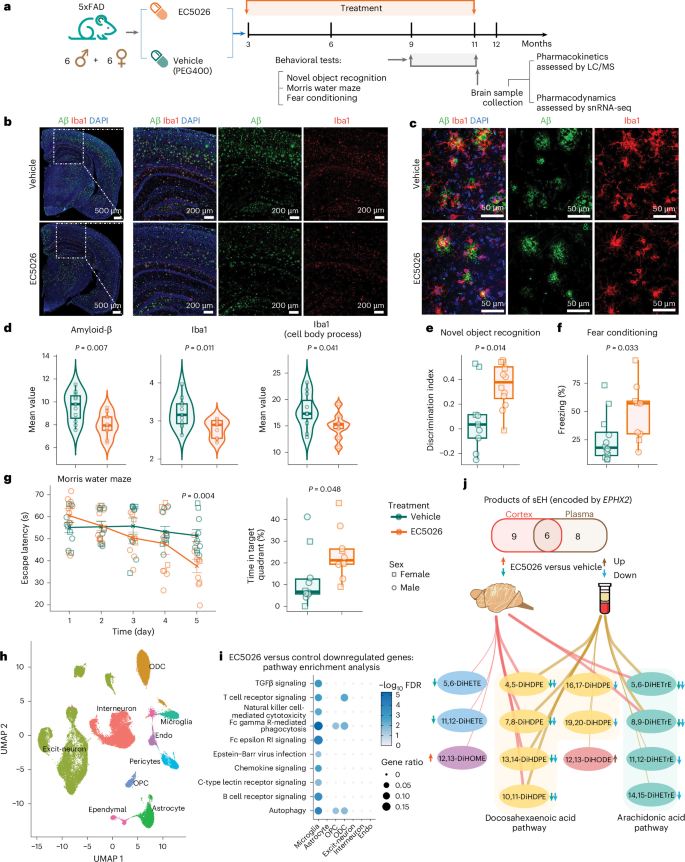 Fig. 5: EPHX2 inhibitor EC5026 treatment reduces amyloid-β levels and neuroinflammation in 5xFAD mouse model of AD.