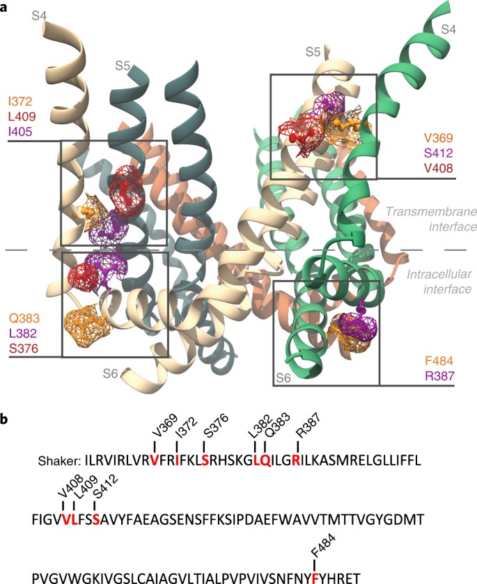 Gating Interaction Maps Reveal A Noncanonical Electromechanical Coupling Mode In The Shaker K Channel Nature Structural Molecular Biology