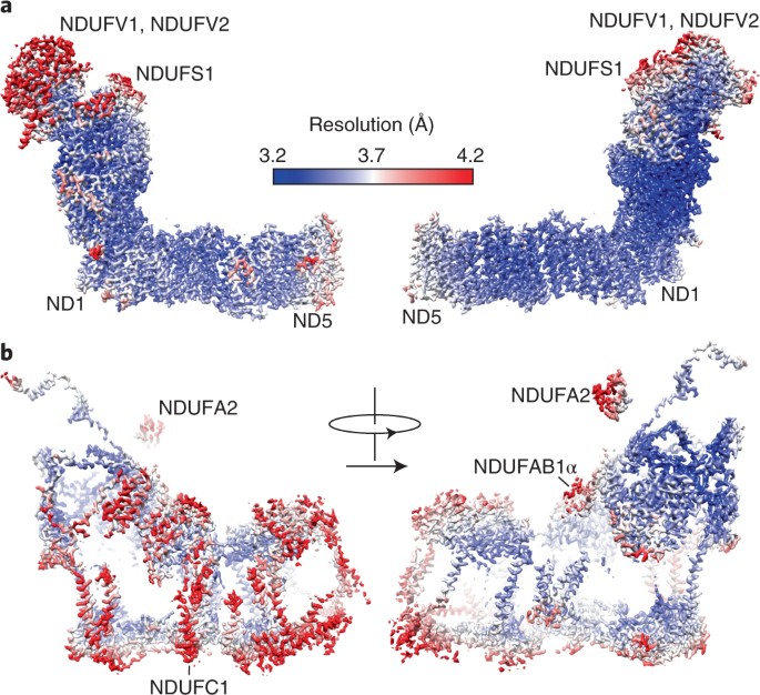 Cryo-EM structures of complex I from mouse heart mitochondria in ...