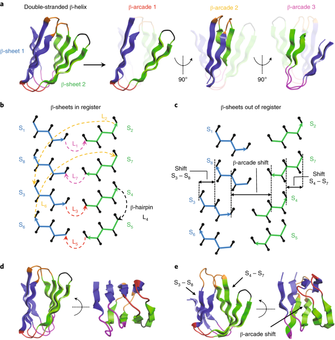 beta strand