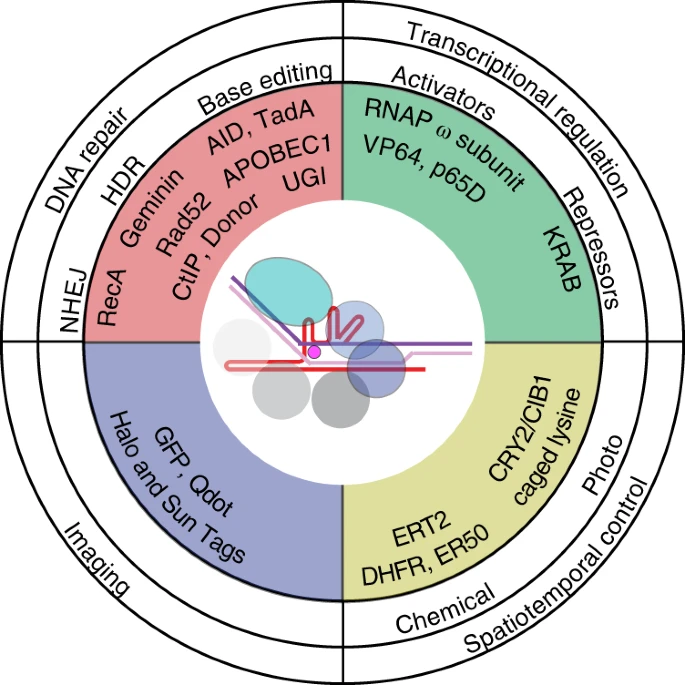 CRISPR RNA-guided autonomous delivery of Cas9