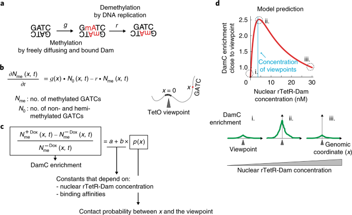 Damc Reveals Principles Of Chromatin Folding In Vivo Without - 