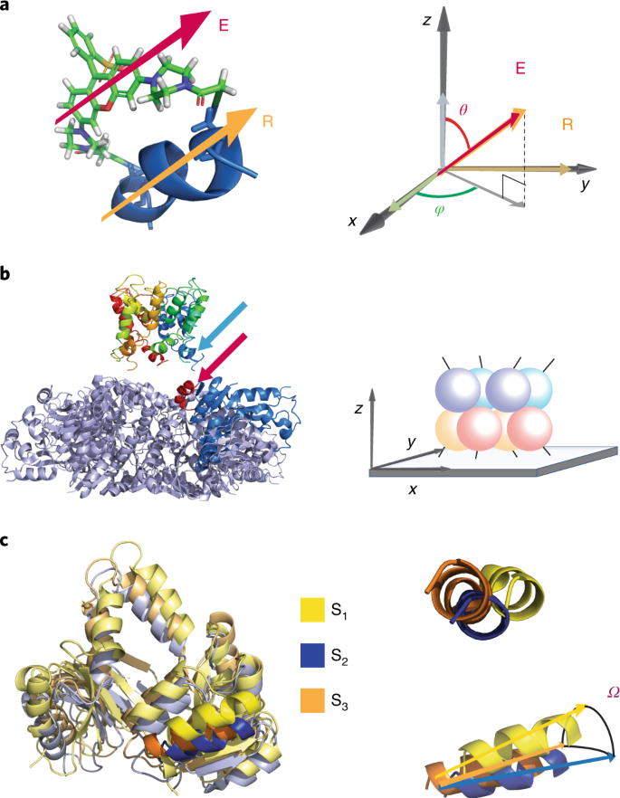 Conformational Fluctuations and Induced Orientation of a Protein