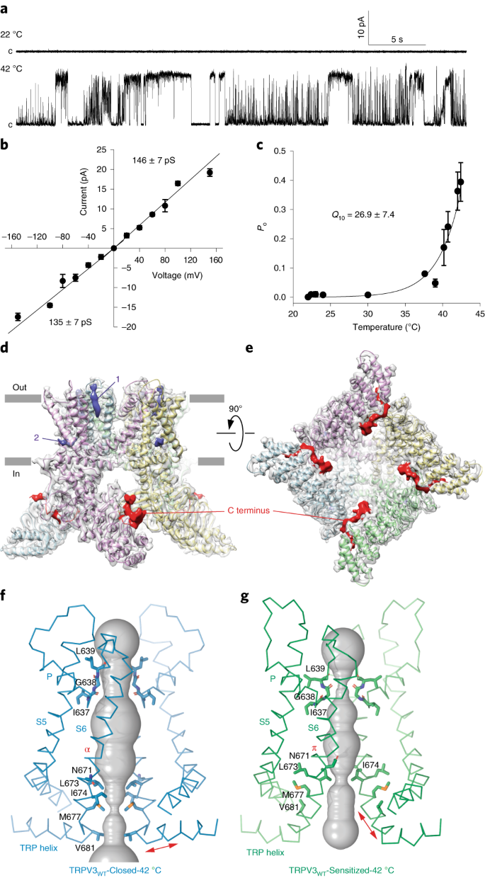 Structural Basis Of Temperature Sensation By The Trp Channel Trpv3 Nature Structural Molecular Biology Structural Basis Of Temperature Sensation By The Trp Channel Trpv3 Nature Structural Molecular Biology
