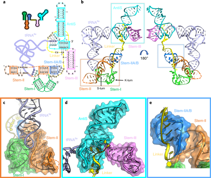Structural basis for tRNA decoding and aminoacylation sensing by T-box  riboregulators | Nature Structural & Molecular Biology