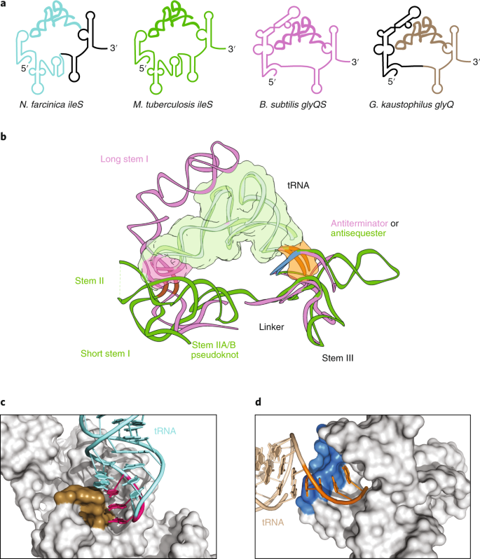 T-box RNA gets boxed | Nature Structural & Molecular Biology