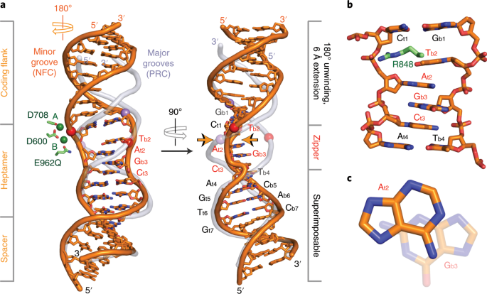 antiparallel dna definition