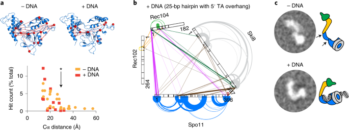 Structural And Functional Characterization Of The Spo11 Core Complex Nature Structural Molecular Biology