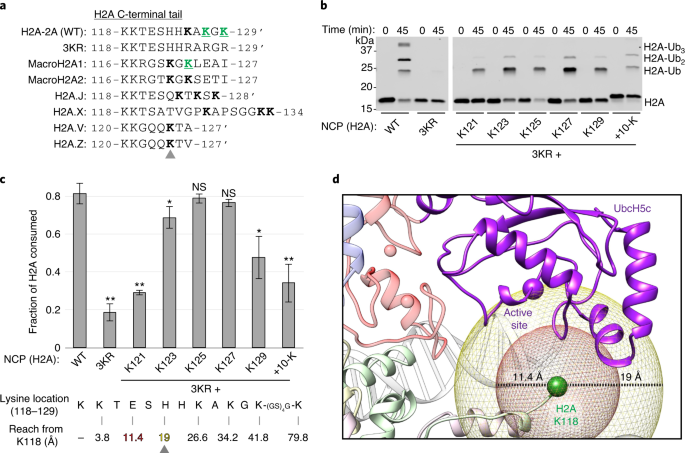 Brca1 Bard1 Site Specific Ubiquitylation Of Nucleosomal H2a Is Directed By Bard1 Nature Structural Molecular Biology