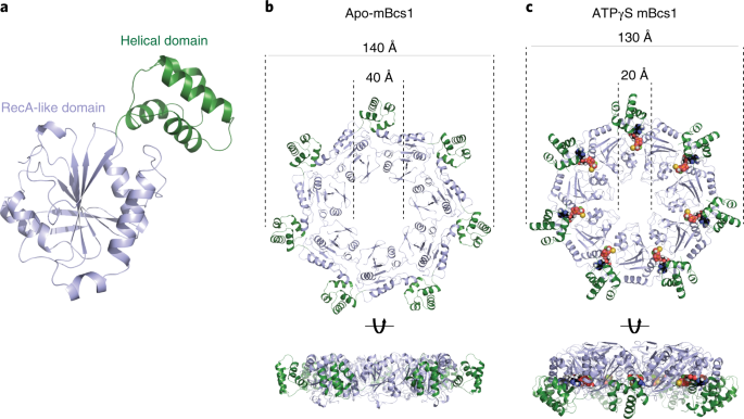 Structures Of a Protein Translocase s1 Suggest Translocation Mechanism Of A Folded Protein Nature Structural Molecular Biology