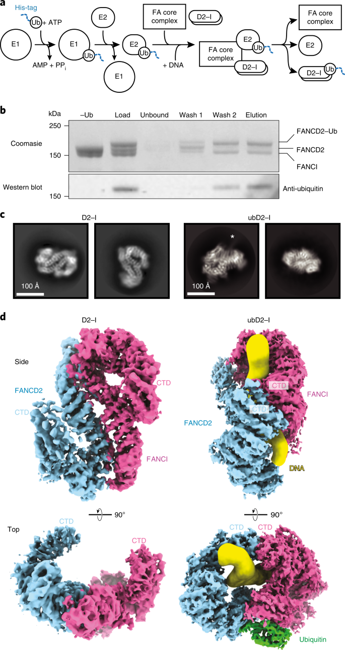 Fancd2 Fanci Is A Clamp Stabilized On Dna By Monoubiquitination Of Fancd2 During Dna Repair Nature Structural Molecular Biology