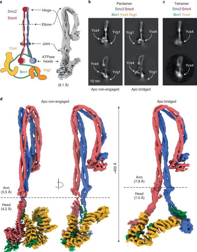 Cryo Em Structures Of Holo Condensin Reveal A Subunit Flip Flop Mechanism Nature Structural Molecular Biology