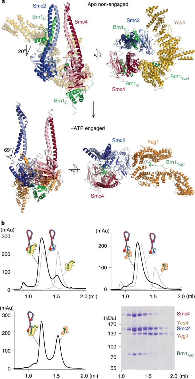 Cryo Em Structures Of Holo Condensin Reveal A Subunit Flip Flop Mechanism Nature Structural Molecular Biology