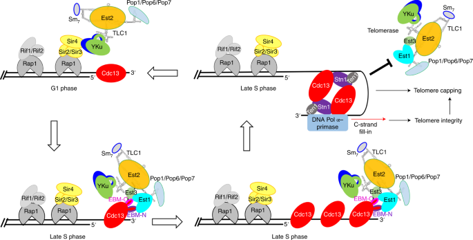 Structural Insights Into Telomere Protection And Homeostasis Regulation By Yeast Cst Complex Nature Structural Molecular Biology