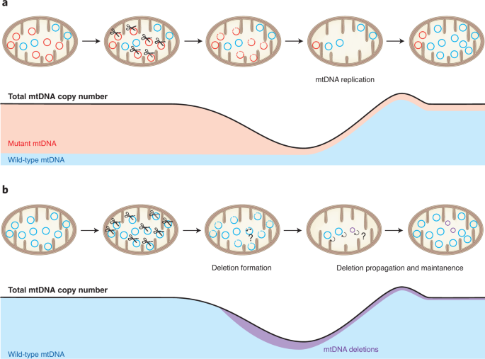 safeguarding mitochondrial genomes in