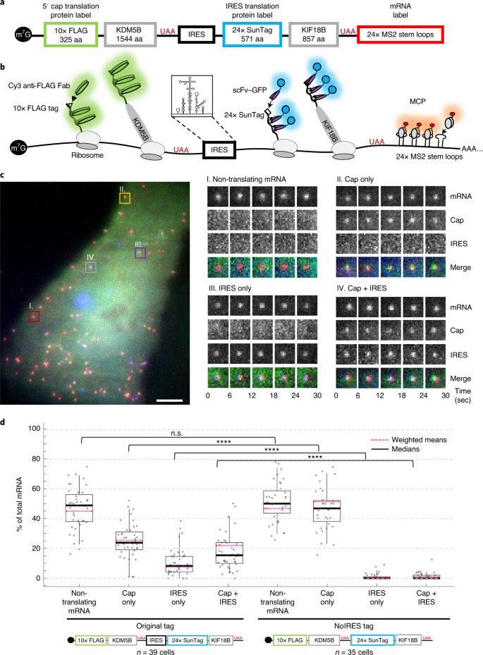 Quantifying The Dynamics Of Ires And Cap Translation With Single Molecule Resolution In Live Cells Nature Structural Molecular Biology