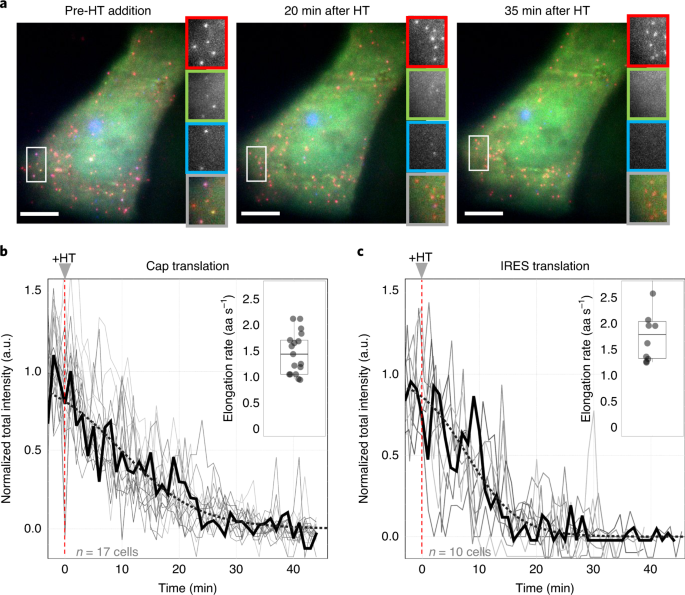 Quantifying The Dynamics Of Ires And Cap Translation With Single Molecule Resolution In Live Cells Nature Structural Molecular Biology Quantifying The Dynamics Of Ires And Cap Translation With Single Molecule Resolution In Live Cells Nature Structural Molecular Biology