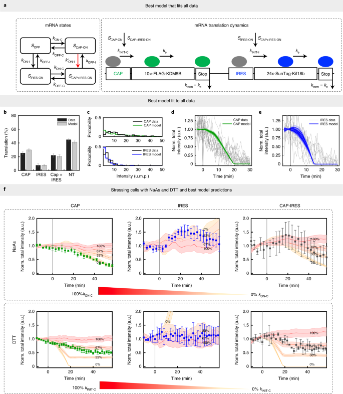 Cap-dependent translation initiation monitored in living cells