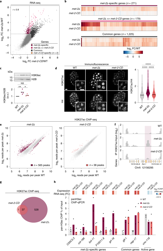 SET-9 and SET-26 are H3K4me3 readers and play critical roles in germline  development and longevity