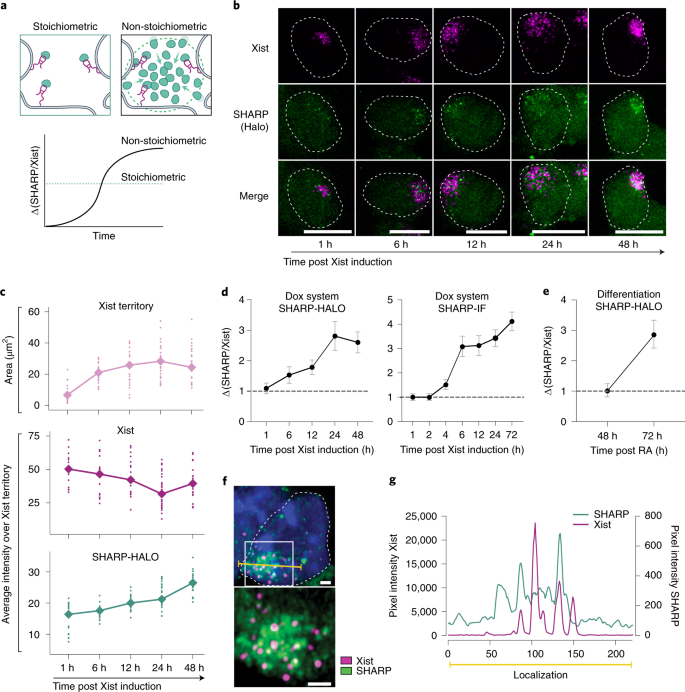 Xist spatially amplifies SHARP/SPEN recruitment to balance chromosome-wide  silencing and specificity to the X chromosome | Nature Structural &  Molecular Biology
