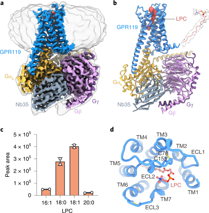 Structural identification of lysophosphatidylcholines as activating ligands  for orphan receptor GPR119 | Nature Structural & Molecular Biology